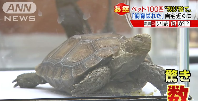 &nbspJapan: Man arrested for disposing of hedgehog, turtles in public spaces