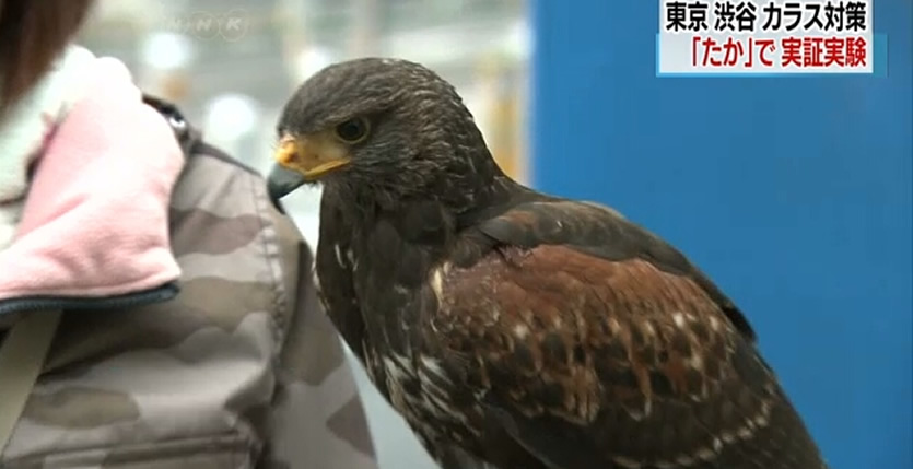 &nbspShibuya uses hawk to chase away crows
