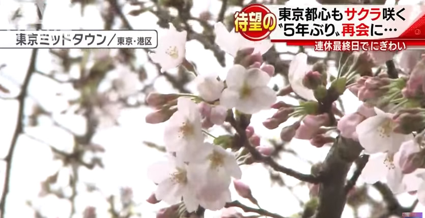 &nbsp1st cherry blossoms mark arrival of spring in Tokyo