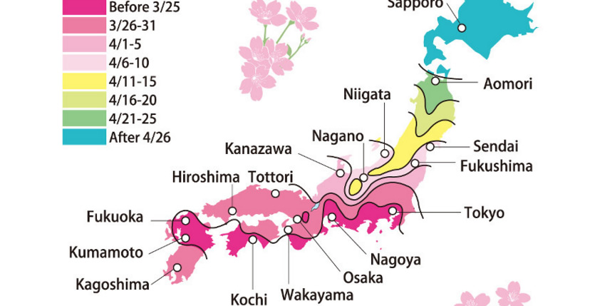 &nbspCherry trees tipped to flower early across Japan