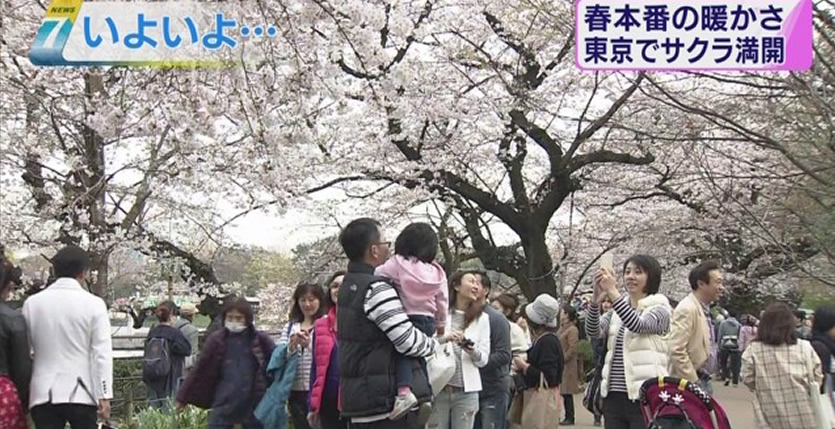 &nbspCherry trees in full blossom in Tokyo