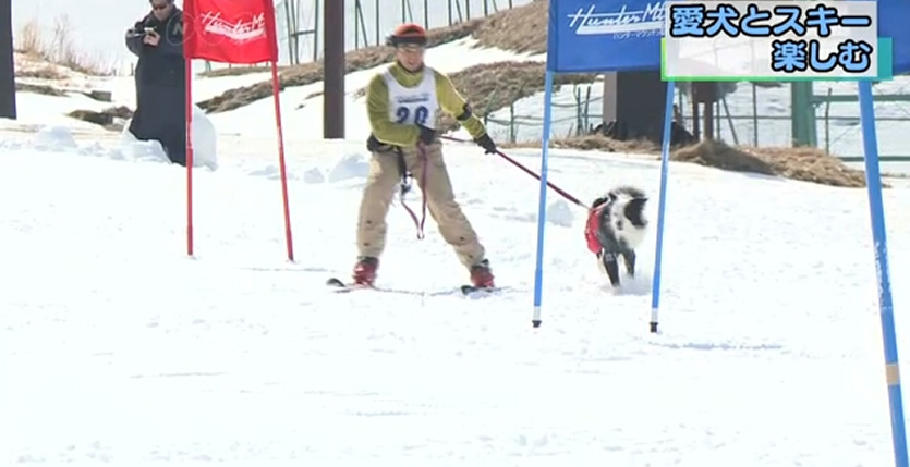 &nbspSkiers and snowboarders took part in an unusual downhill race that included their pet dogs