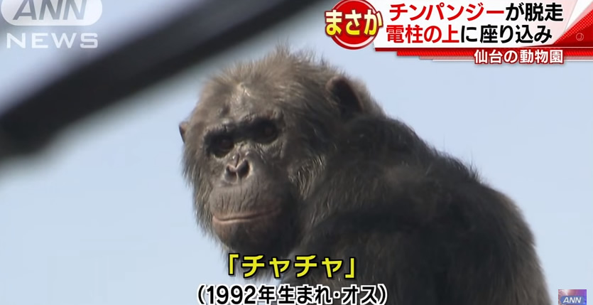 &nbspChimpanzee in Japan captured after escaping zoo, scaling electrical poles