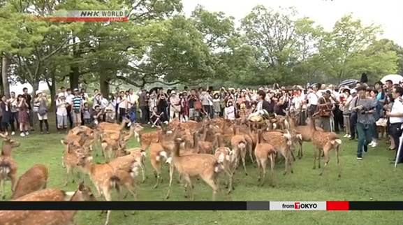 &nbspSummer deer calls begin in Nara