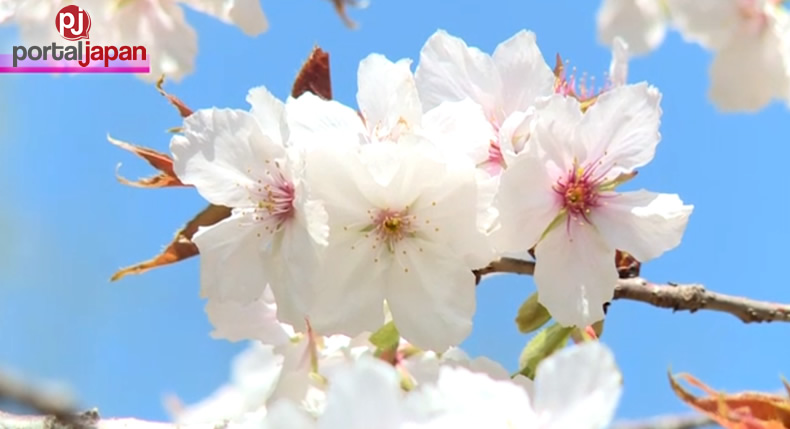 &nbspNag full bloom na ang cherry trees sa Nagatoro, Saitama