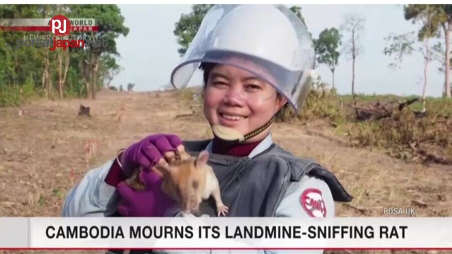 &nbspCambodia, ipinag-luluksa ang kanilang landmine sniffing rat