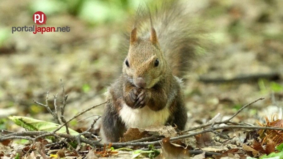 &nbspPag-palit ng klima: Nag-lagas na ng balahibong pang tag-lamig ang mga Hokkaido Squirrel