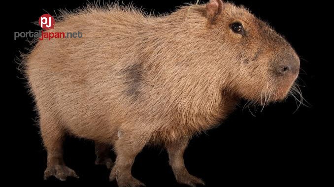&nbspKinagat ng Capybara ang dalawang bata sa wildlife park sa Gunma, hilagang-kanluran ng Tokyo