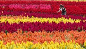 &nbsp400,000 na makulay na cockscomb flowers napalibutan ang isang Japanese park