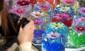 &nbspWest Japan temple nag display ng mga makukulay na cosmos flower