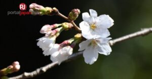 &nbspCherry blossoms nag-bloom ng maaga sa Tokyo