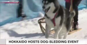&nbspAng Hokkaido village ay nagdaos ng dog-sledding competition