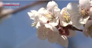 &nbspCherry blossom sa Japan mamumulaklak nang mas maaga kaysa karaniwan dahil sa mainit na temperatura