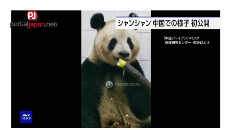 &nbspIpinakita ang video ng panda na ipinanganak sa Tokyo na si Xiang Xiang, 2 buwan pagkatapos bumalik sa China