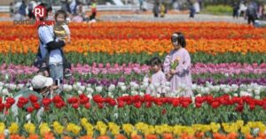 &nbspJapan Photo Journal: 650,000 tulips sa Chiba Pref. park