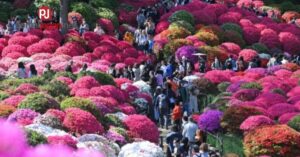 &nbsp3,000 na makukulay na azaleas nasa full bloom na sa Tokyo's Nezu Shrine