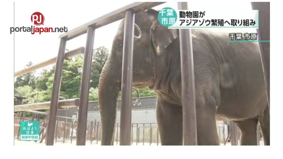 &nbspAng crowdfunding ay nanganganib sa pagbi-breed ng Asian elephant sa zoo malapit sa Tokyo