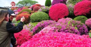 &nbspAzalea flower festival sa Nagano Prefecture naka-full bloom