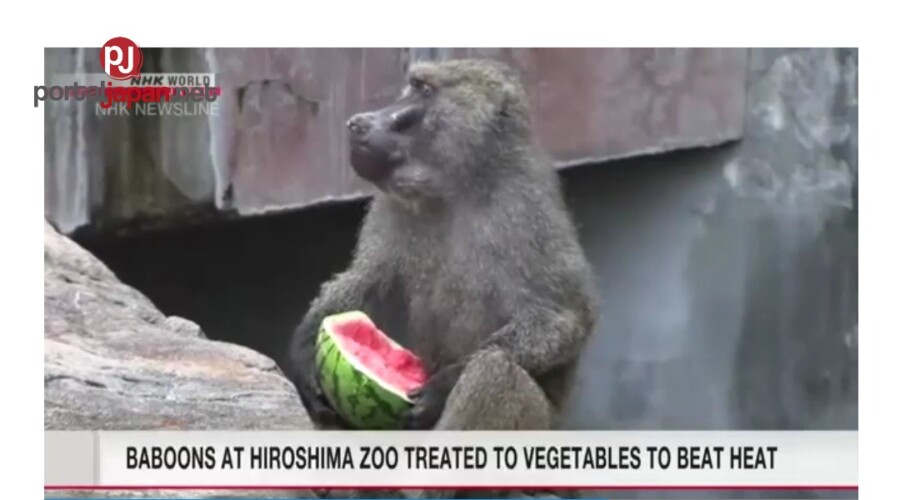 &nbspAng mga baboon sa Hiroshima zoo ay binibigyan ng mga gulay sa tag-araw upang talunin ang matinding init
