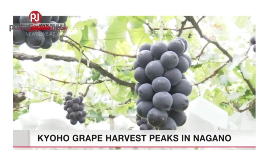 &nbspKyoho grape harvest peak sa Nagano, central Japan
