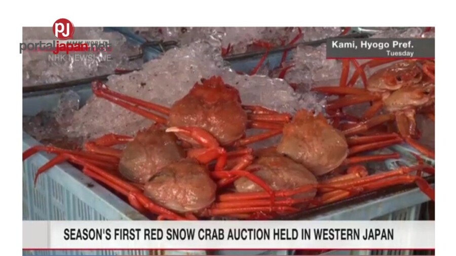 &nbspAng unang red snow crab auction ng season ay ginanap sa kanlurang Japan