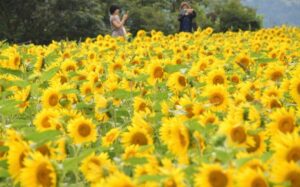 &nbspSunflower bloom sa Kumamoto Prefecture