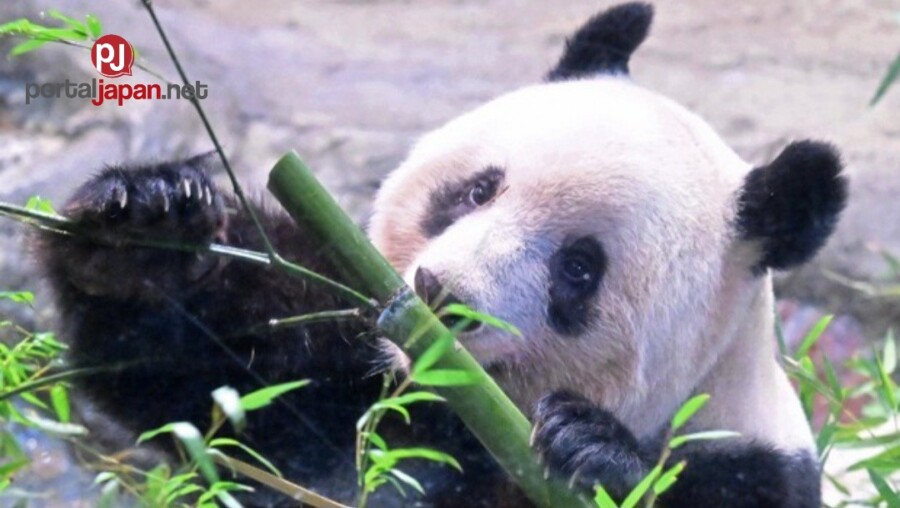 &nbspKabilang ang mga Japanese at mga tagahanga na natuwa nang makita ang panda na ipinanganak sa Tokyo na si Xiang Xiang sa China