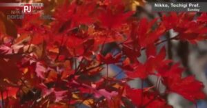 &nbspAutumn foliage enters peak season at Nikko lake