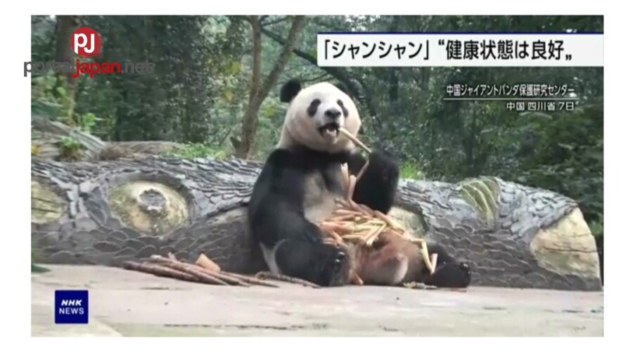 &nbspAng higanteng panda na ipinanganak sa Japan ay maayos na naninirahan sa conservation center ng China