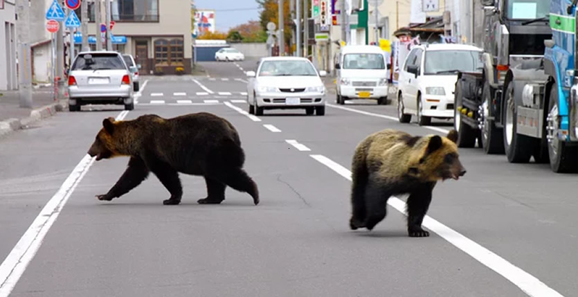 &nbspWarning after four people killed in bear attacks in Japan