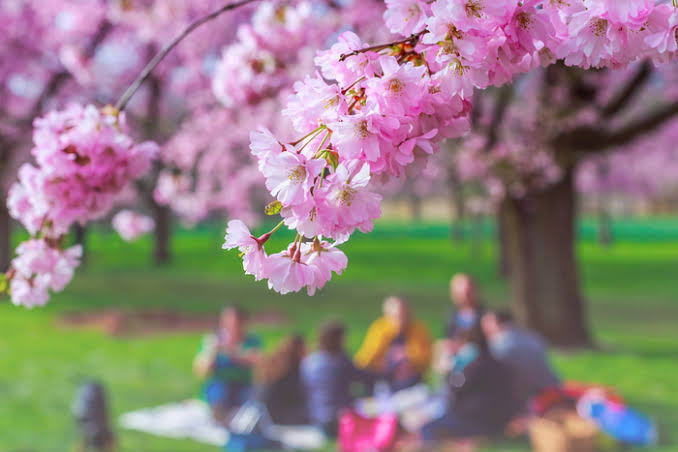Places in Aichi to enjoy the beauty of cherry blossoms - Portal Japan