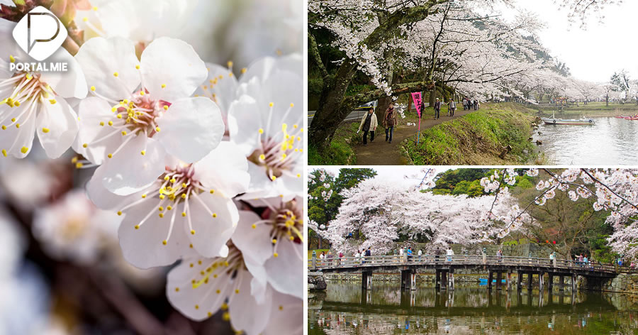 Tourism: Places in Shiga, Japan to enjoy the beauty of cherry blossoms ...