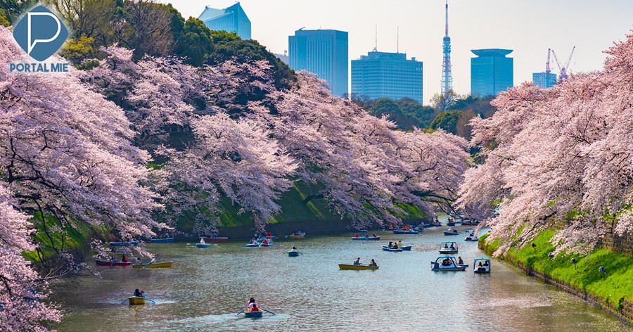 Chidorigafuchi: beautiful scenery of cherry blossoms - Portal Japan