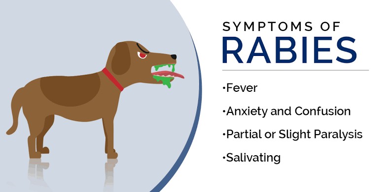 Pinoy namatay sa rabies, 1st confirmed case sa Japan since 2006 ...