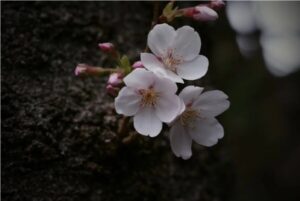 &nbspUpdated na cherry blossom forecast sa Japan nagsasabing mas maagang mag bo-bloom ngayong taon