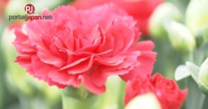 &nbspMga flower growers ng Japan nagsimula na sa shipment ng carnations para sa Mother's Day