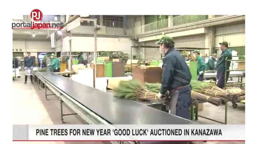 &nbspMga pine tree para sa bagong taon na 'good luck' na auction sa Kanazawa