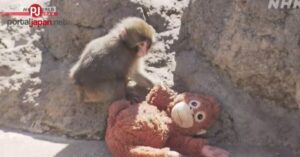 &nbspBaby monkey na pinangalanang 'Punch' ay bagong atraksyon sa zoo ng Japan 12 oras ang nakalipas FacebookX